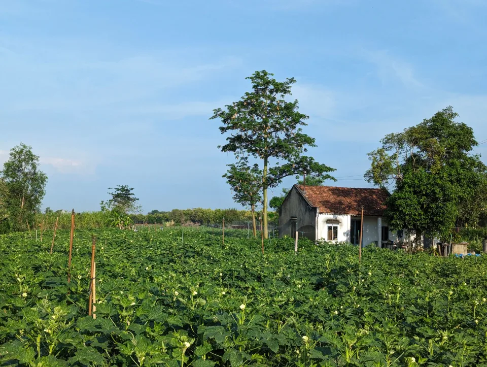 Vườn rau của Huỳnh Thị Minh Yến
